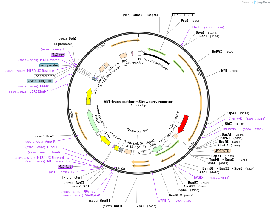 AKT-translocation-mStrawberry